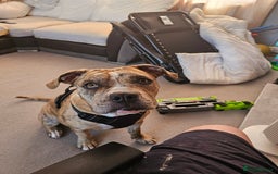 Mixed Breed dogs for sale: Mabel  - Image 1
