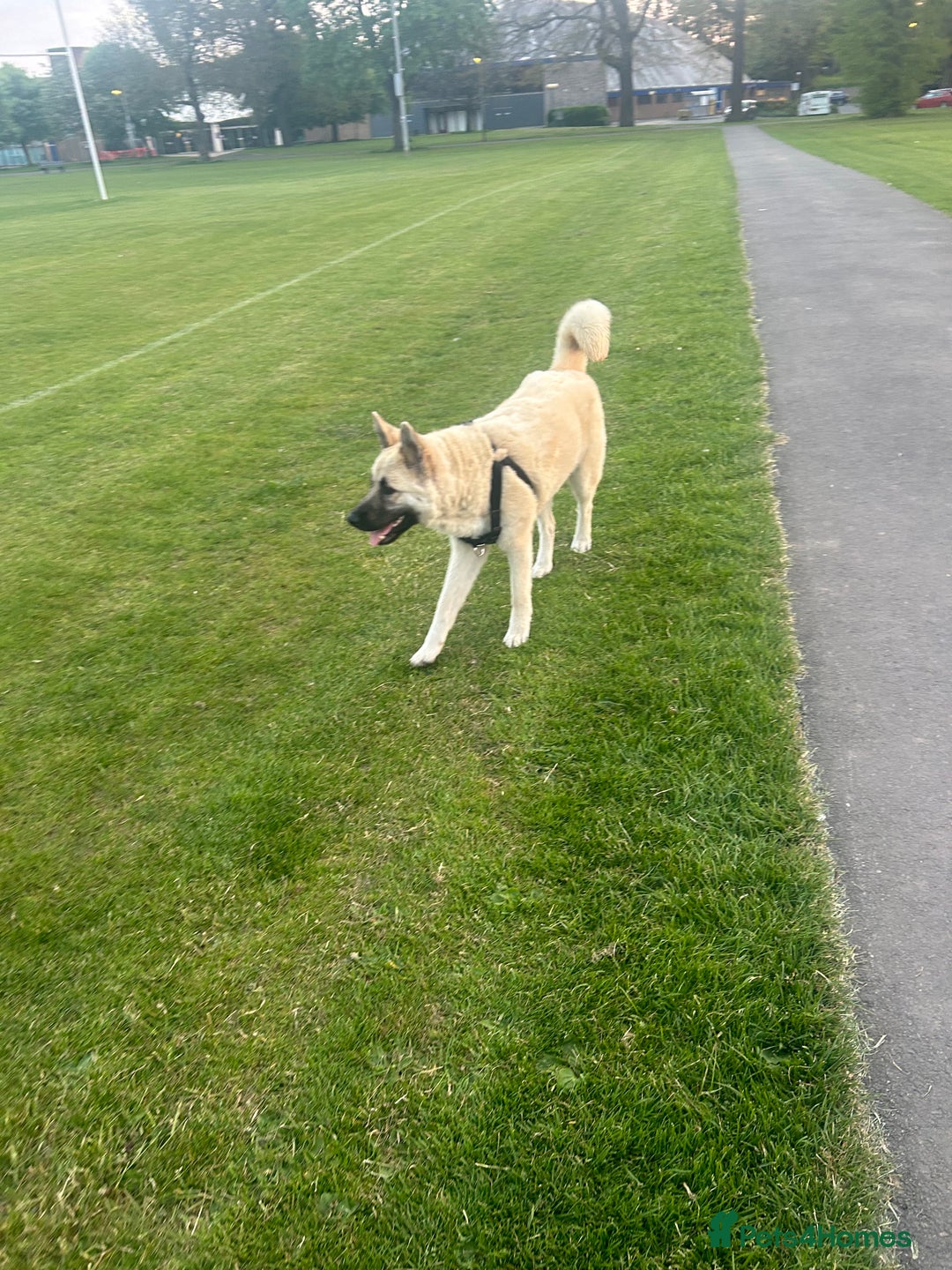 Akita dogs for sale: Akita puppies  - Advert 17