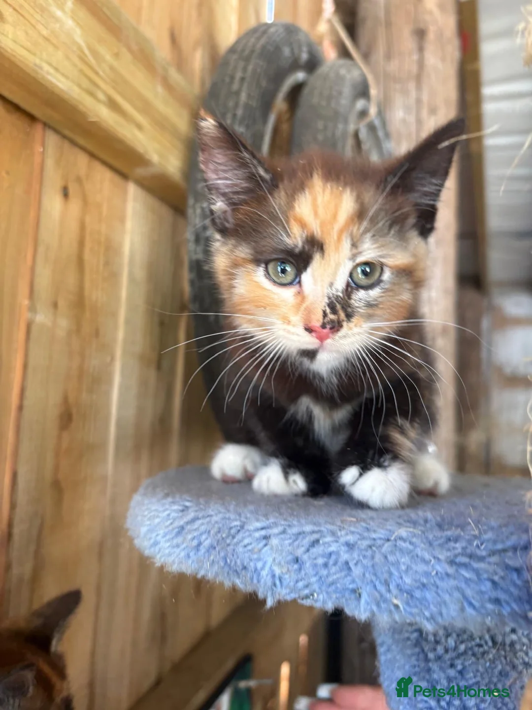 Mixed Breed cats for sale: Ginger and tortoise  kittens  - Advert 23