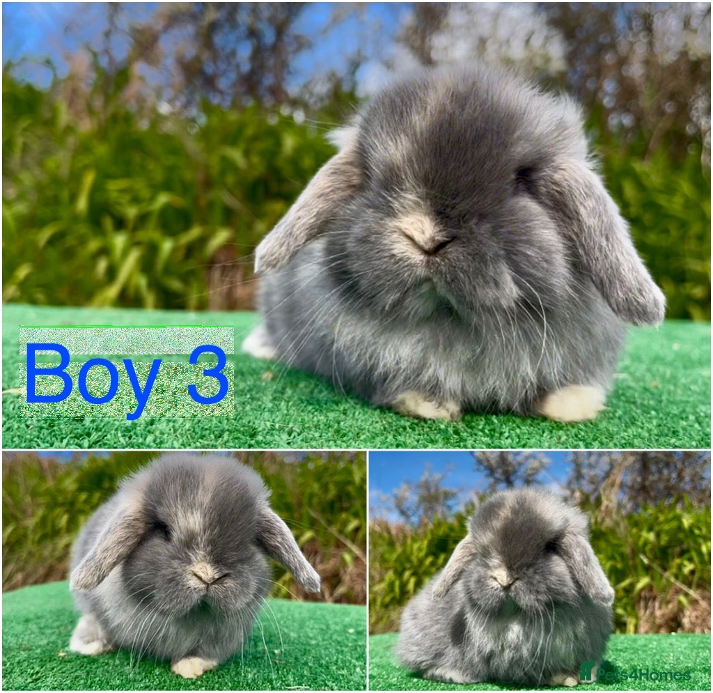 Mini Lop rabbits Baby mini lops ready 26th April - Advert 8