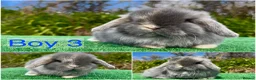 Mini Lop rabbits for sale: Baby mini lops ready now - Advert 2