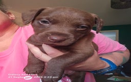 Patterdale Terrier dogs for sale: Adorable Chocolate Patterdale Terrier  - Image 8