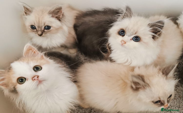 Siberian cats - Advert 8