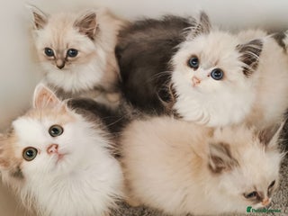 Siberian cats Siberian Neva Masquerade registered kittens - Advert 15