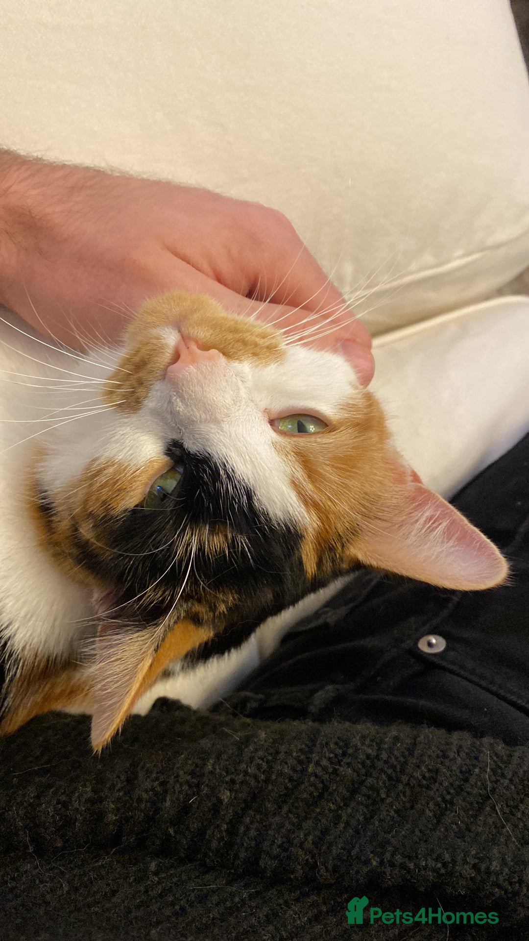 Mixed Breed cats for sale: mixed breed - turtle shell female 2 yrs old - Advert 5