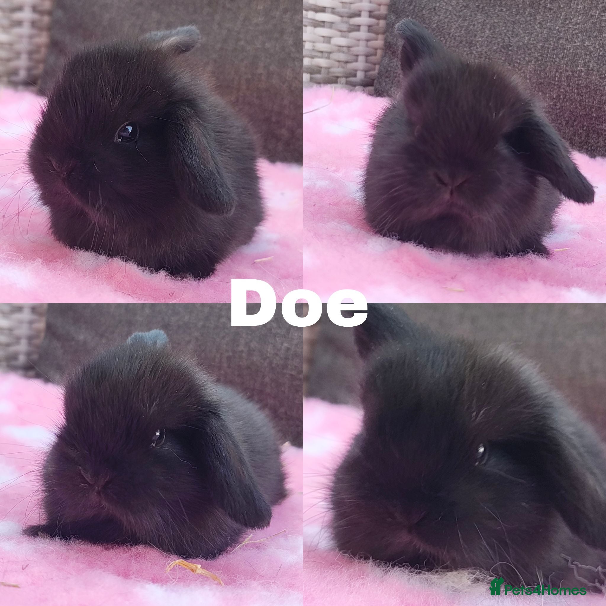 Mini Lop rabbits Stunning mini lops available for reserve  - Advert 2