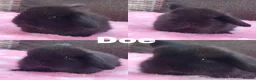 Mini Lop rabbits for sale: Stunning mini lops available for reserve  - Advert 3