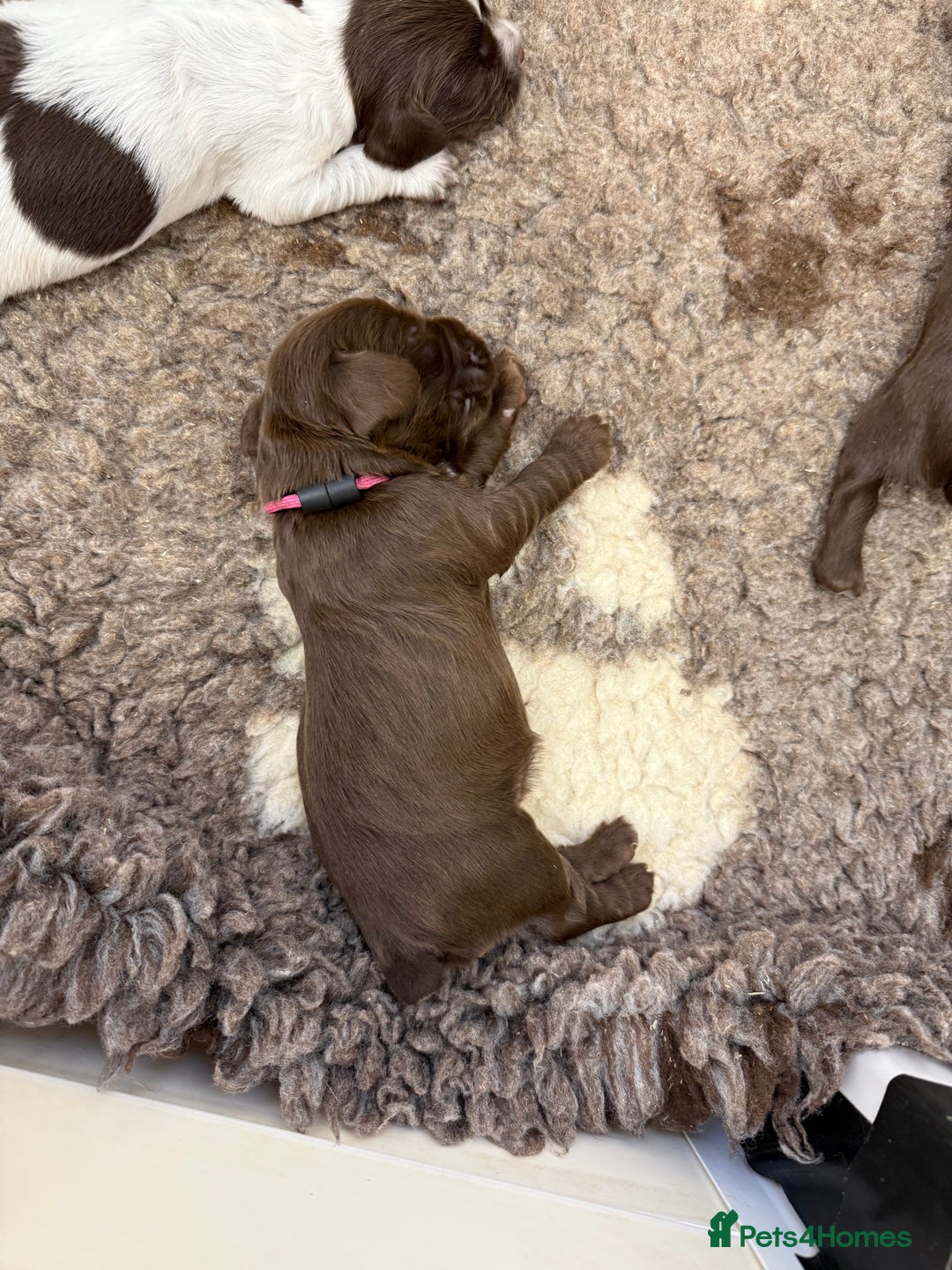 Cocker Spaniel dogs for sale: Working cocker spainel Puppys Ready to leave  - Image 21