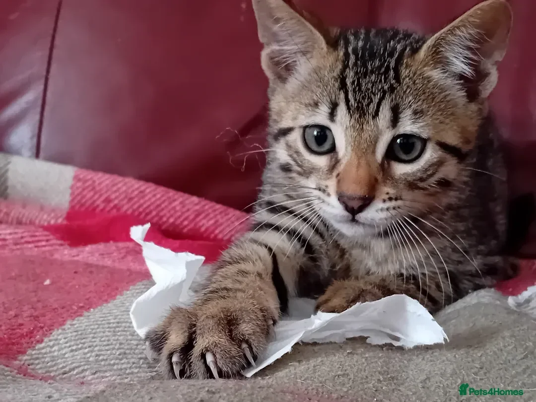 Bengal cats Bengal Kittens: Princess, Hunter & Friend - Advert 1