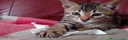 Bengal cats for sale: Bengal Kittens: Princess, Hunter & Friend - Advert 6
