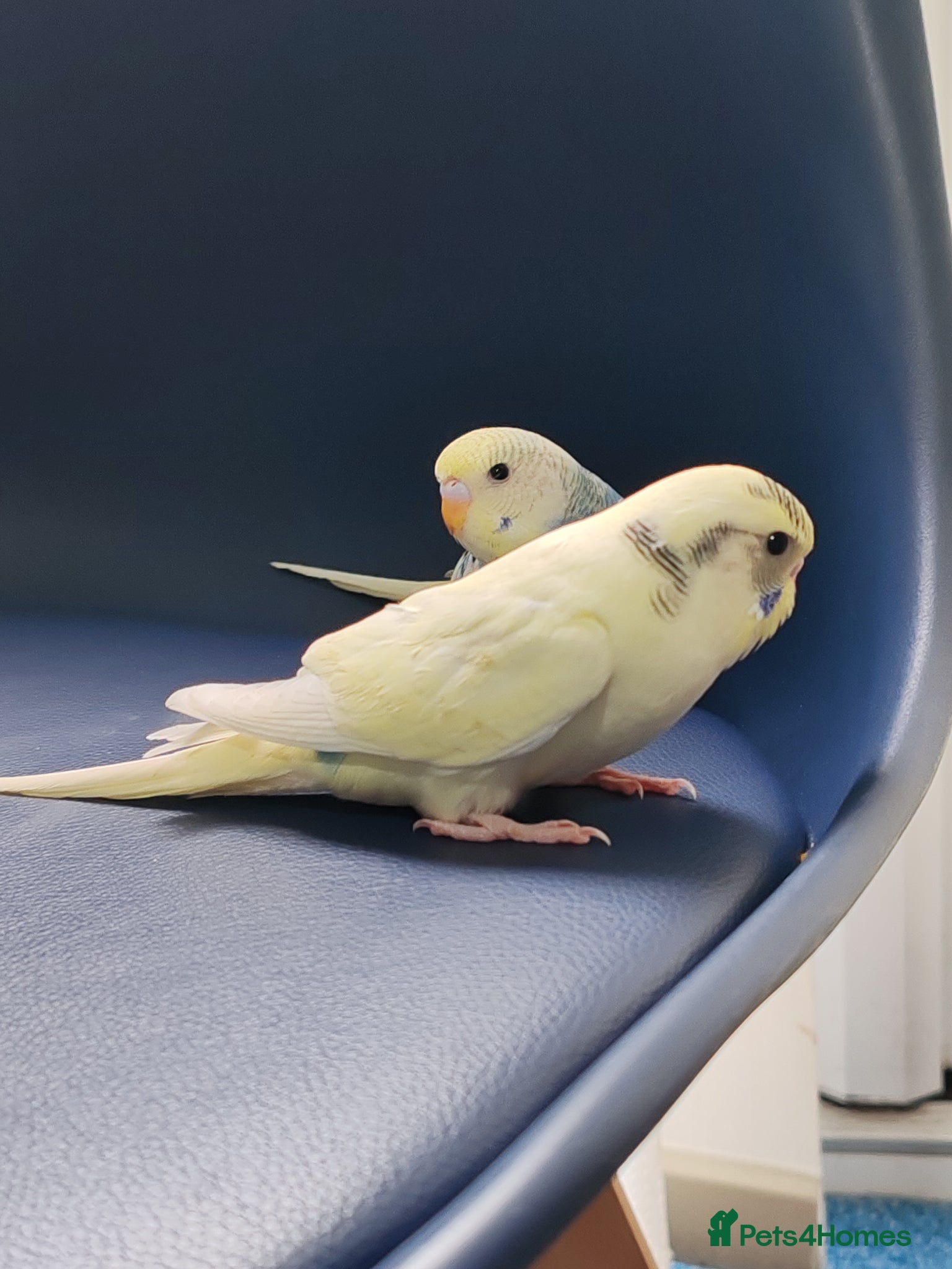 Parrots birds for sale: budgies 2 months and 3 months 1 week  - Advert 12