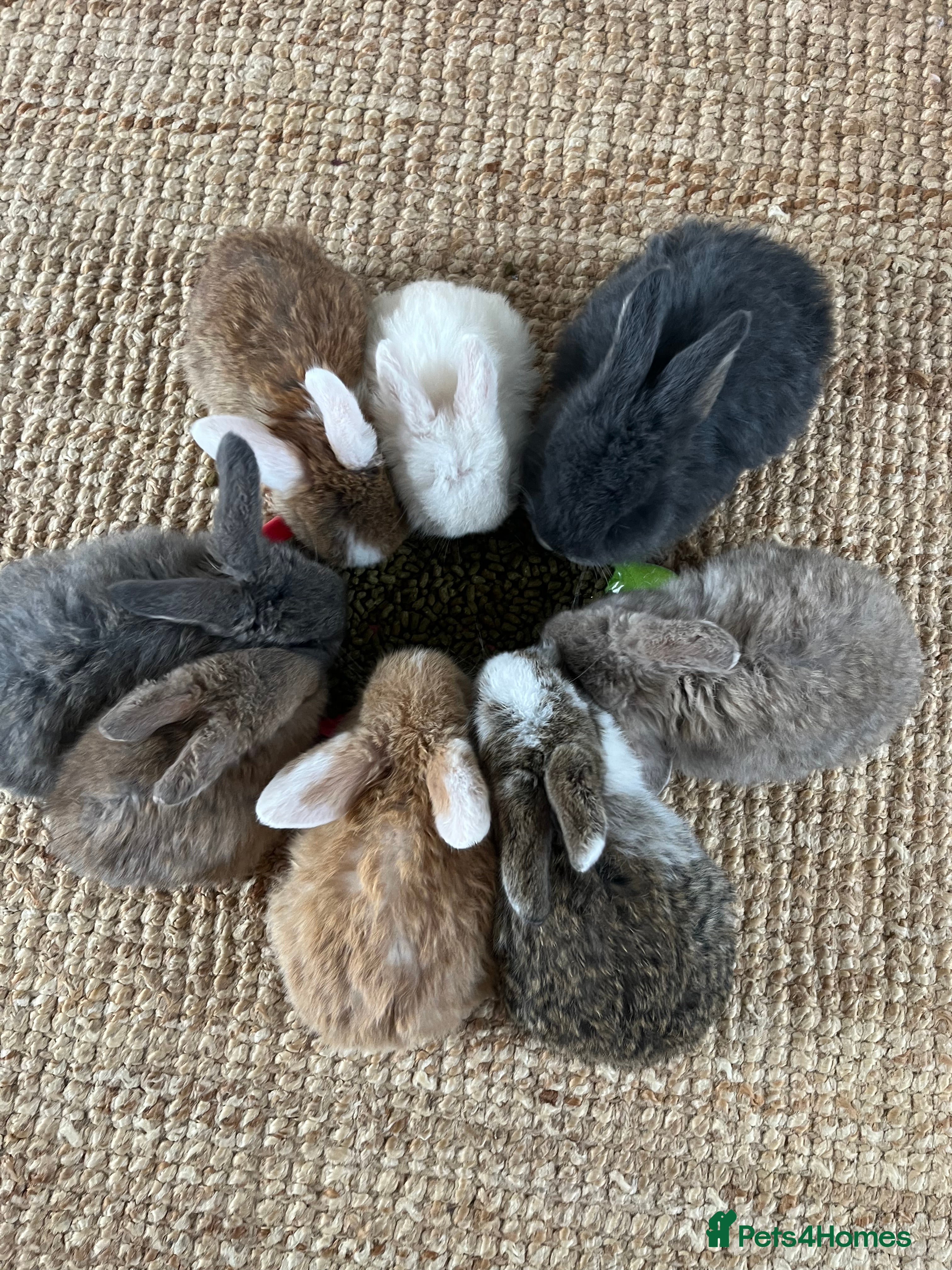 Mini Lop rabbits Mini Lops looking for their forever home 🏡 - Advert 14