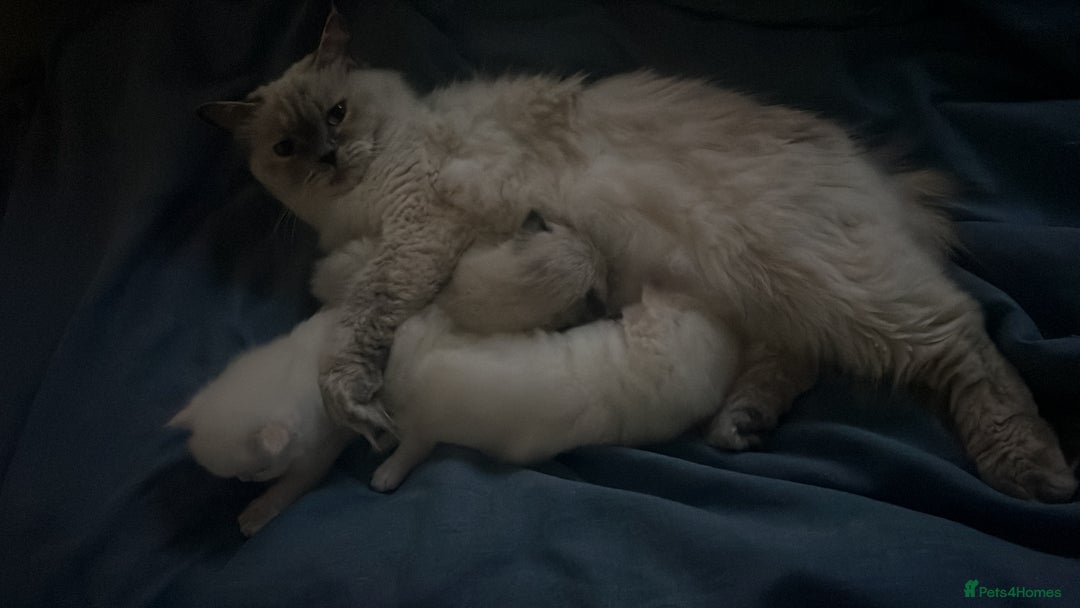 Ragdoll cats for sale: Balinese/ragdoll mix kittens  - Image 7