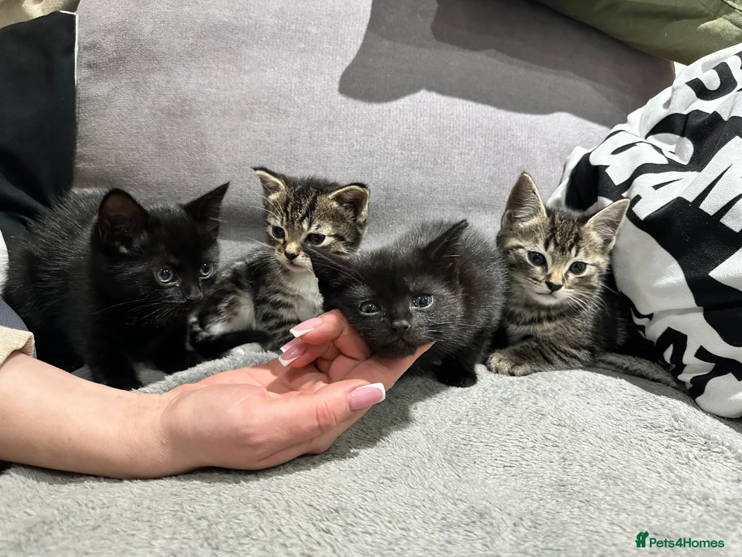 Mixed Breed cats for sale: 4 Little kittens looking for new home in London - Advert 2