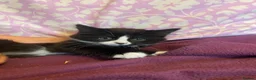 Mixed Breed cats for sale: READY NOW in Orpington - Advert 4