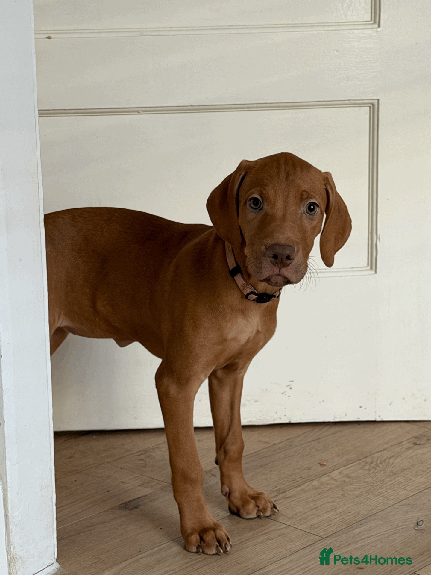 Mixed Breed dogs Cute puppy Pinky - Advert 2