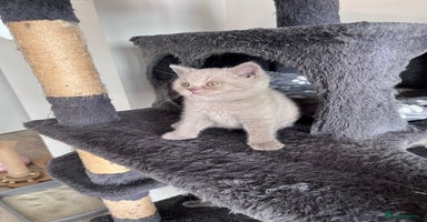 British Shorthair cats - Advert 12
