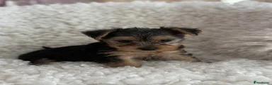 Yorkshire Terrier boy