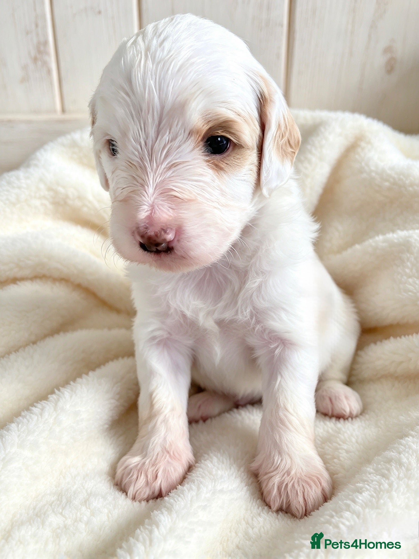 Australian Labradoodle dogs 💎 Australian Labradoodle Puppies - Advert 6