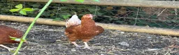 Chickens poultry for sale: Point of lay hens  - Advert 6