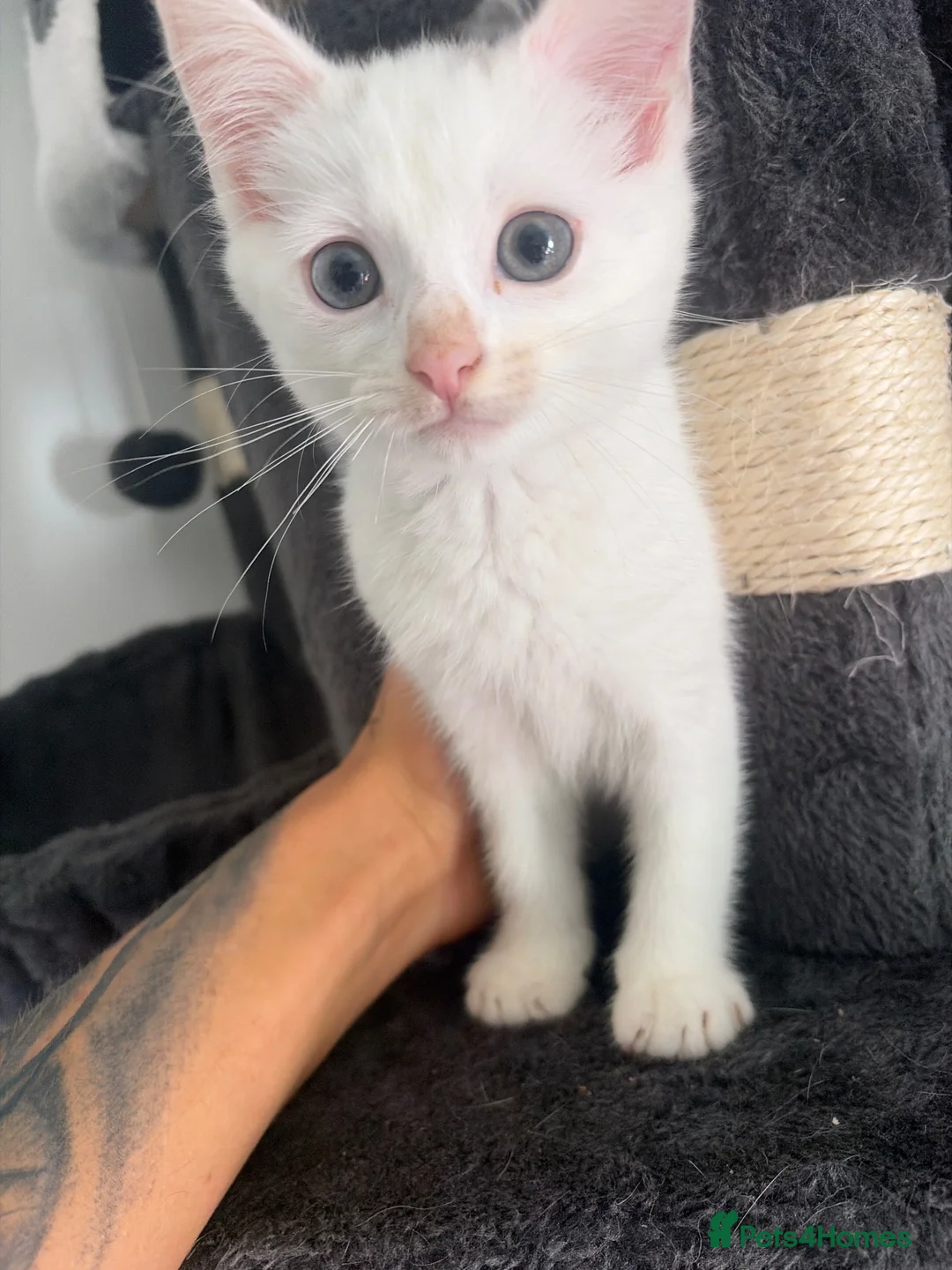 Turkish Angora cats for sale: White Turkish angora kitten LAST ONE - Advert 2