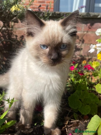 Ragdoll cats - Advert 2