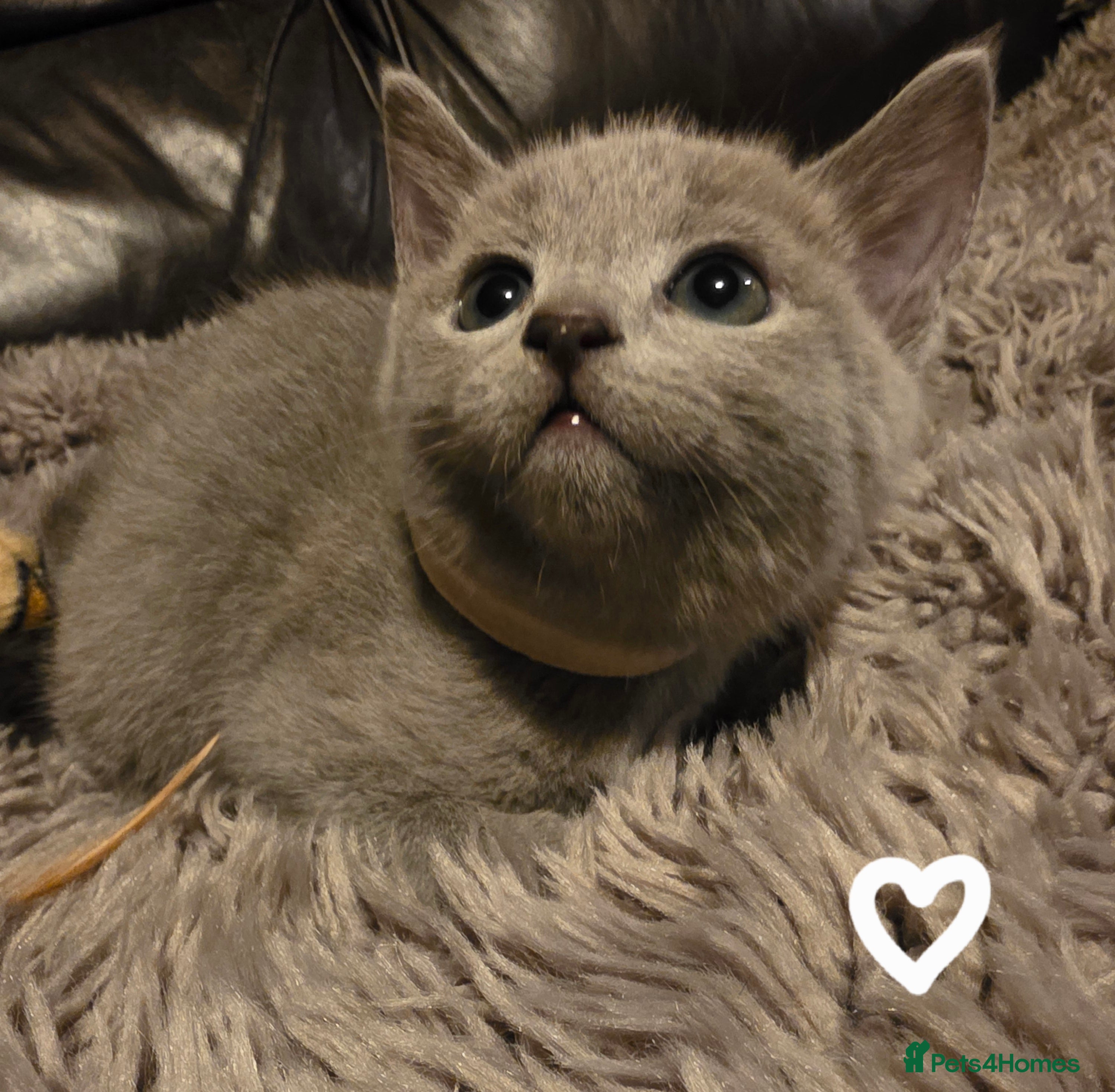 Russian Blue cats GCCF, CHAMPION SIRED RUSSIAN BLUE KITTENS - Advert 4