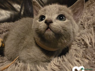 Russian Blue cats GCCF, CHAMPION SIRED RUSSIAN BLUE KITTENS - Advert 5