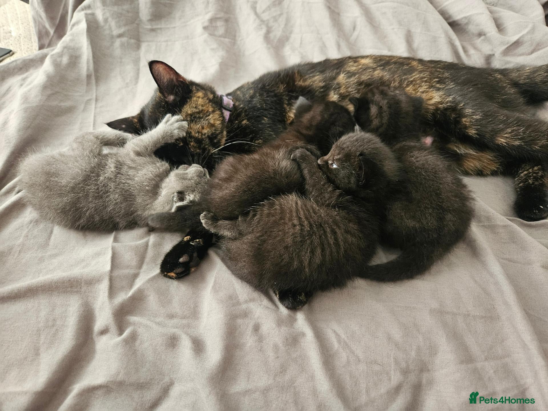 Mixed Breed cats Lovely kittens for 5* homes - Advert 2