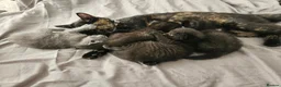 Mixed Breed cats for sale: Lovely kittens for 5* homes in Stafford - Advert 1