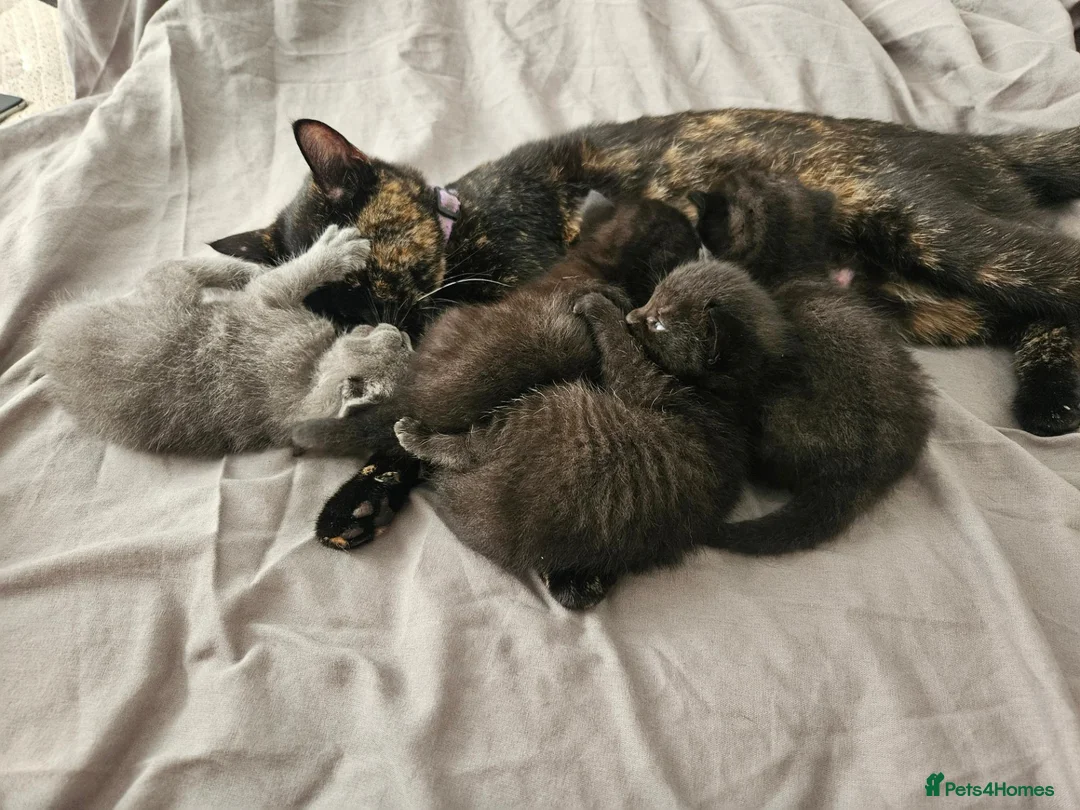 Mixed Breed cats for sale: Lovely kittens for 5* homes in Stafford - Advert 1