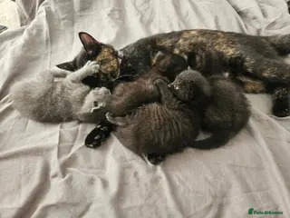 Mixed Breed cats Lovely kittens for 5* homes - Advert 1