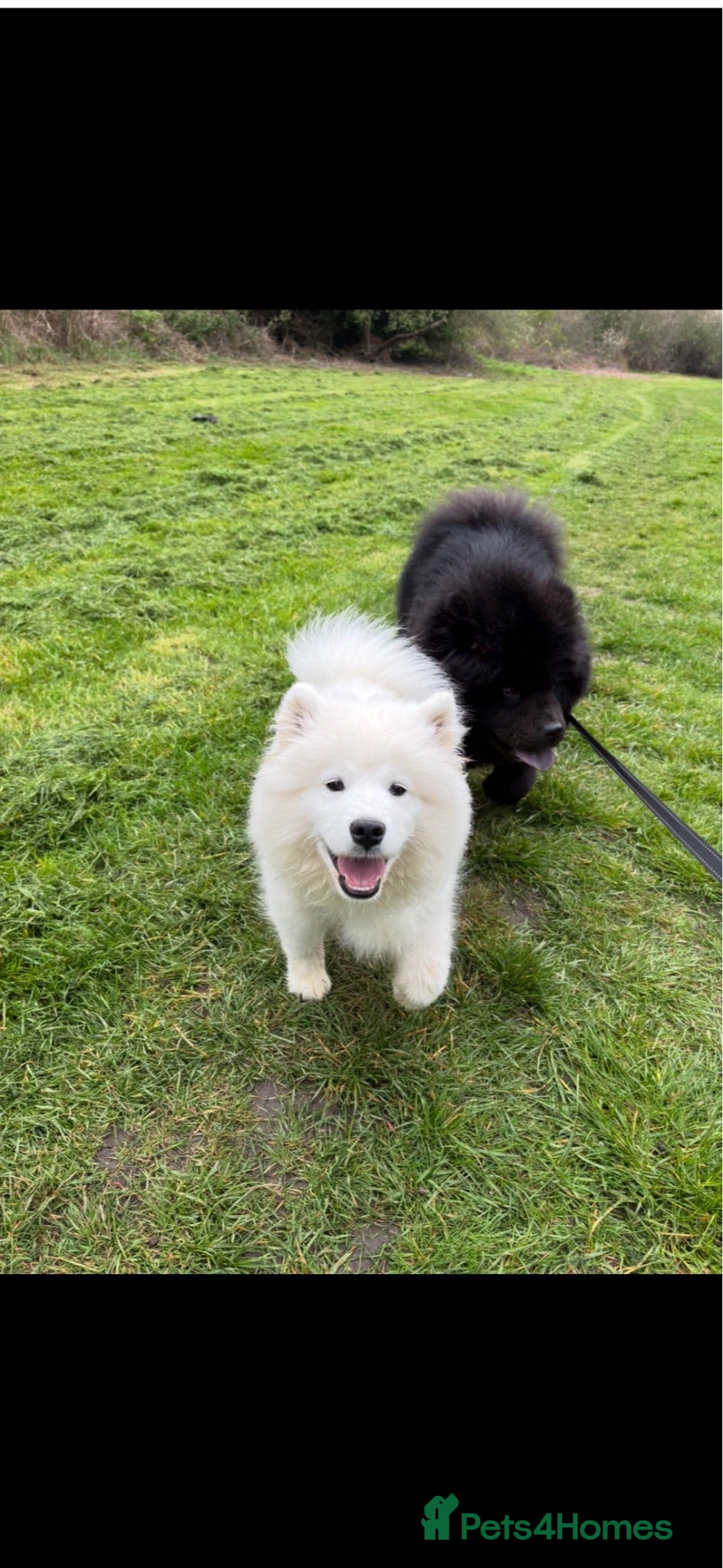 Samoyed dogs Tofu-Rose - Advert 10
