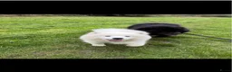 Samoyed dogs for sale: Tofu-Rose - Advert 1
