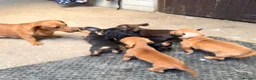 Miniature Dachshund dogs for sale: Pra clear mini dachshunds  - Advert 8