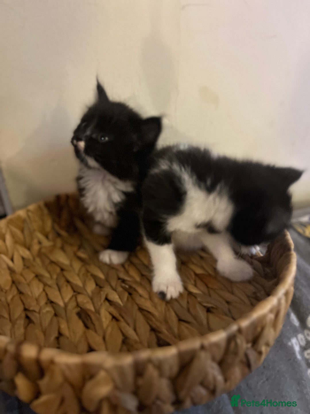 Mixed Breed cats for sale: Fluffy black and white kittens  - Advert 8