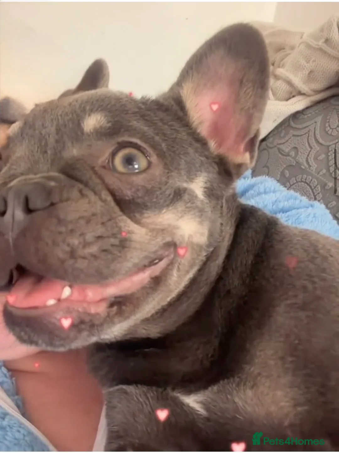 French Bulldog dogs for sale: Female 9 month old French bulldog  - Advert 1