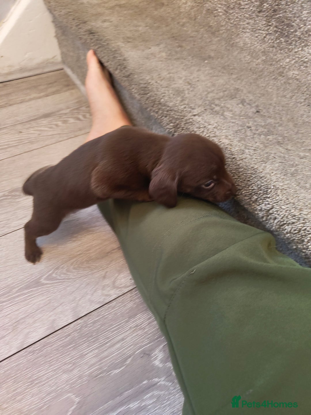 Mixed Breed dogs for sale: Cocker x jack Russell  - Advert 2