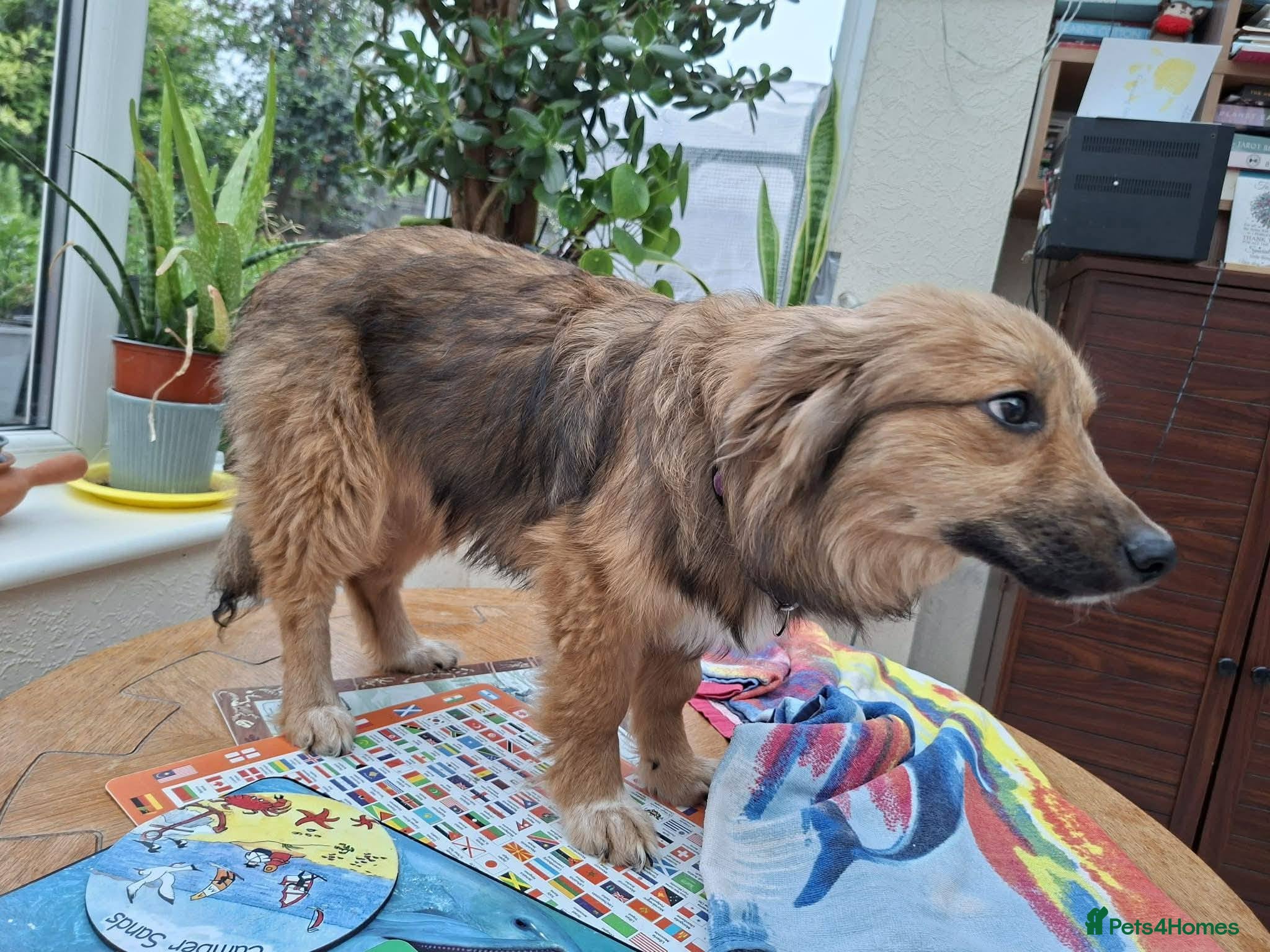 Mixed Breed dogs for adoption: Blossom for adoption in Bedford - Advert 7