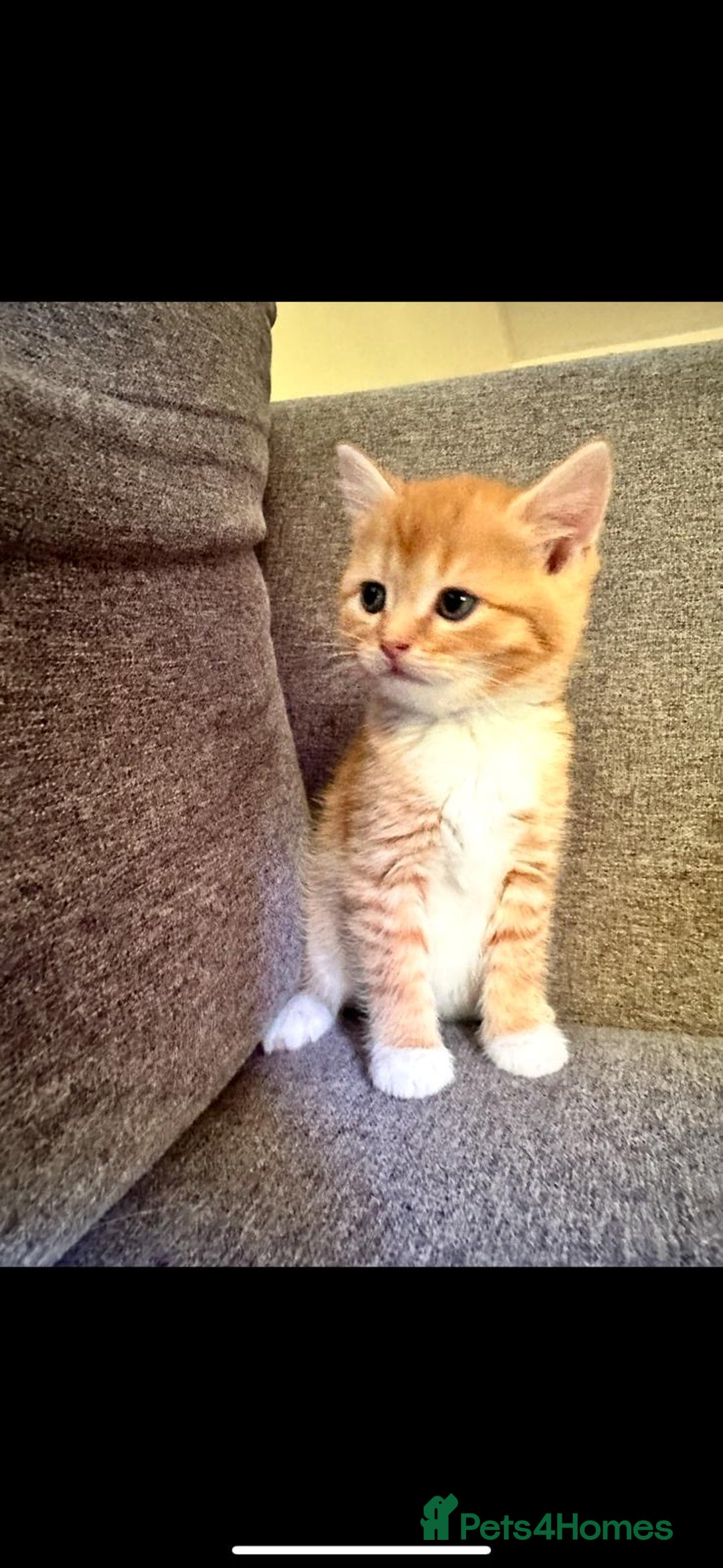 British Shorthair cats for sale: 7 Gorgeous ginger BSHxASH kittens to be rehomed - Image 2