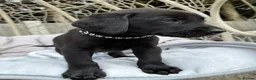 Labrador Retriever dogs for sale: Beautiful chunky black Labrador puppies  in Wickford - Advert 21