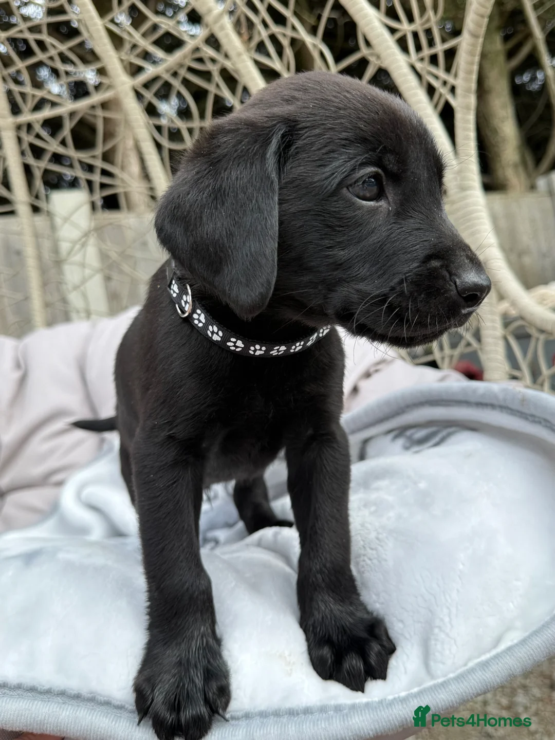 Labrador Retriever dogs for sale: Beautiful chunky black Labrador puppies  in Wickford - Advert 21