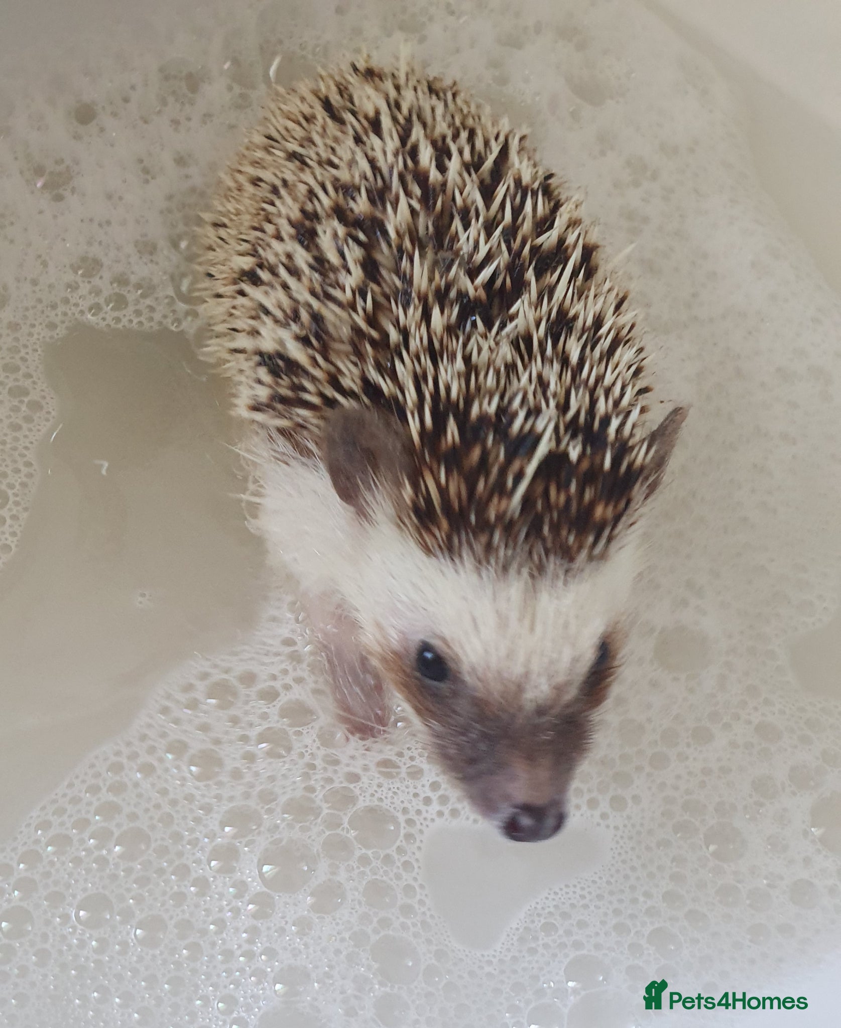 Pygmy Hedgehog rodents for sale: Female African pygmy hedgehog  - Advert 5
