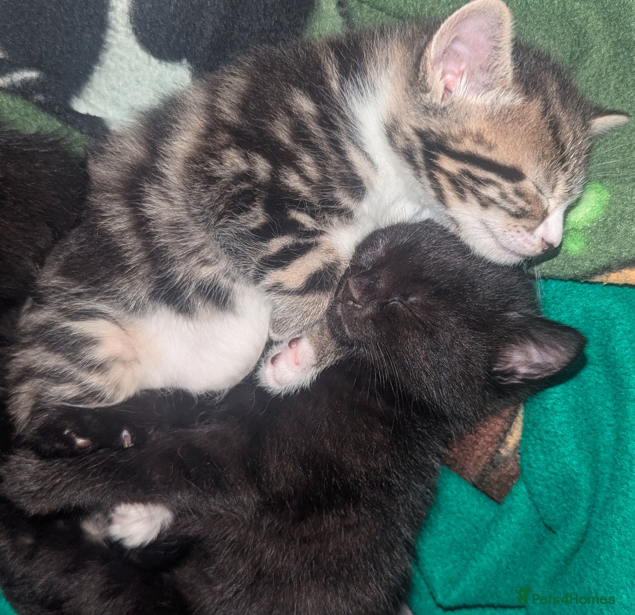 Mixed Breed cats 4x kitten's inc Dewormed & Deflead & microchipped  - Advert 2