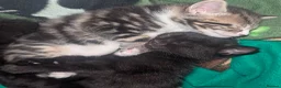 Mixed Breed cats for sale: 4 Beautiful kittens looking forever homes - Advert 12