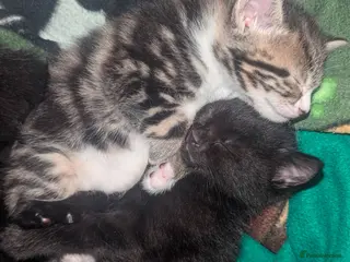 Mixed Breed cats 4x kitten's inc Dewormed & Deflead & microchipped - Advert 3