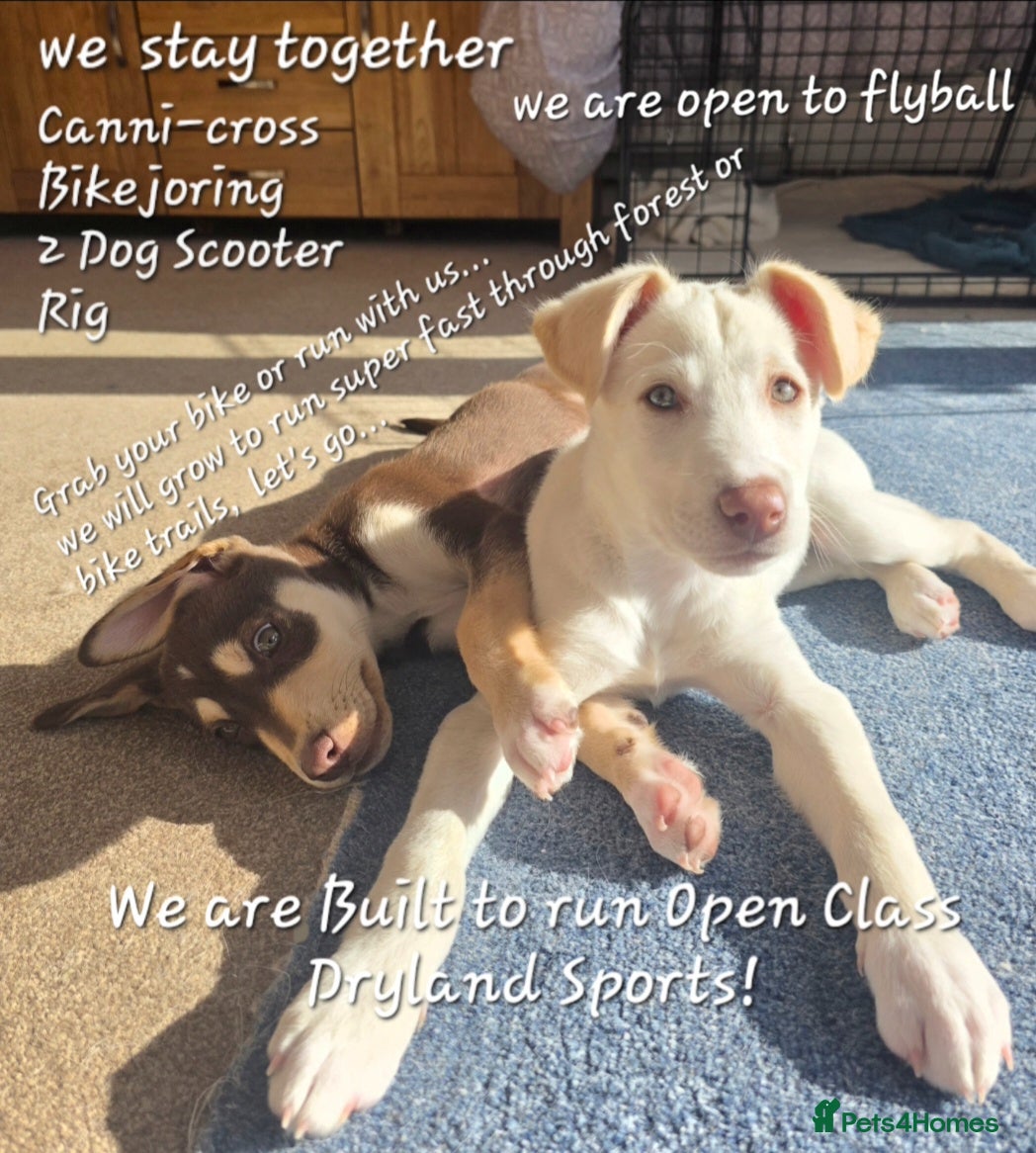 Mixed Breed dogs EUROHOUND / SIBERIAN HUSKY HYBRID PUPPIES  - Advert 5