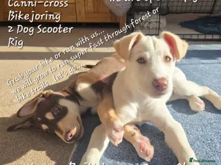 Mixed Breed dogs EUROHOUND / SIBERIAN HUSKY HYBRID PUPPIES - Advert 5