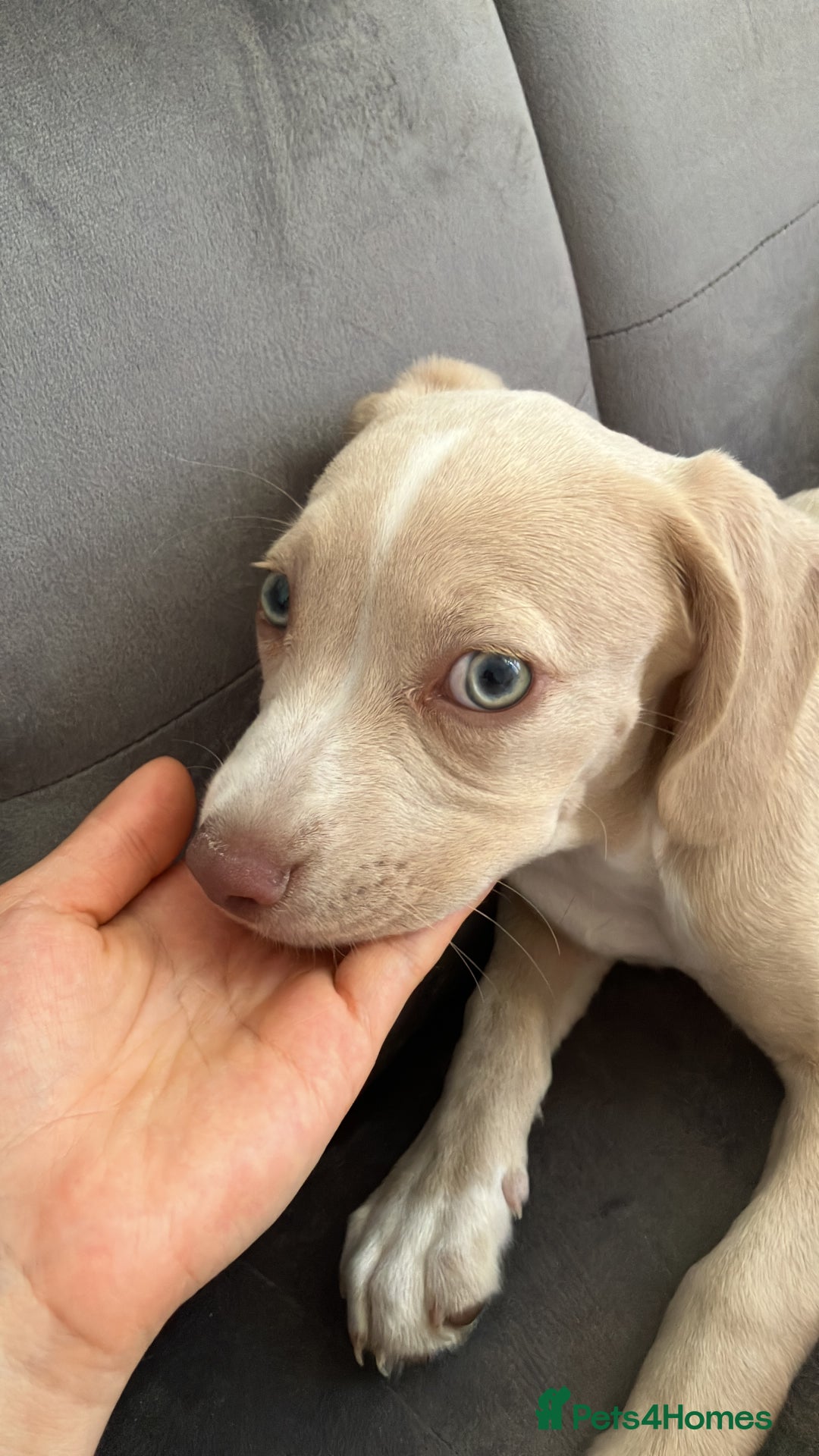 Mixed Breed dogs for sale: Staffy Cocker Spaniel cross Puppy - Image 4