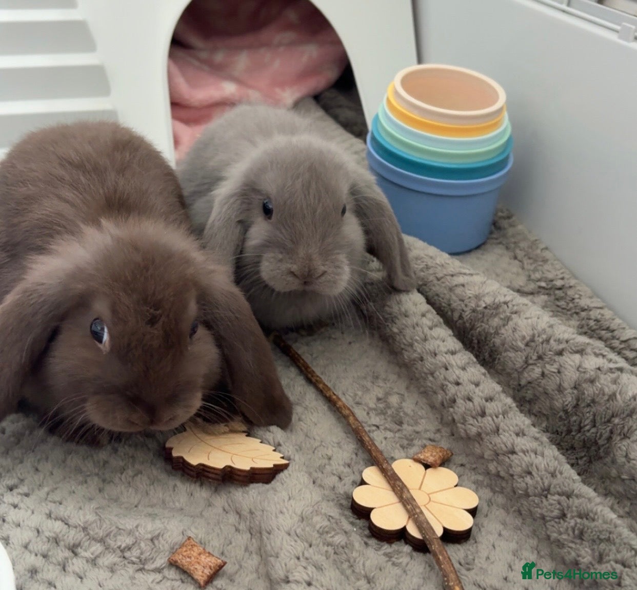 Mini Lop rabbits Rabbits £200 all included - Advert 1